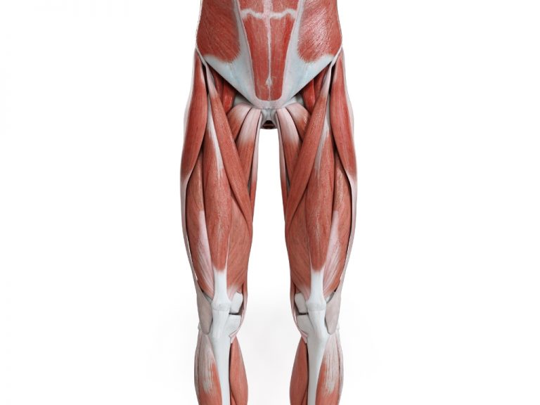 O quadril tem uma anatomia complexa com ossos, articulação, músculos, vasos, nervos e tendões.